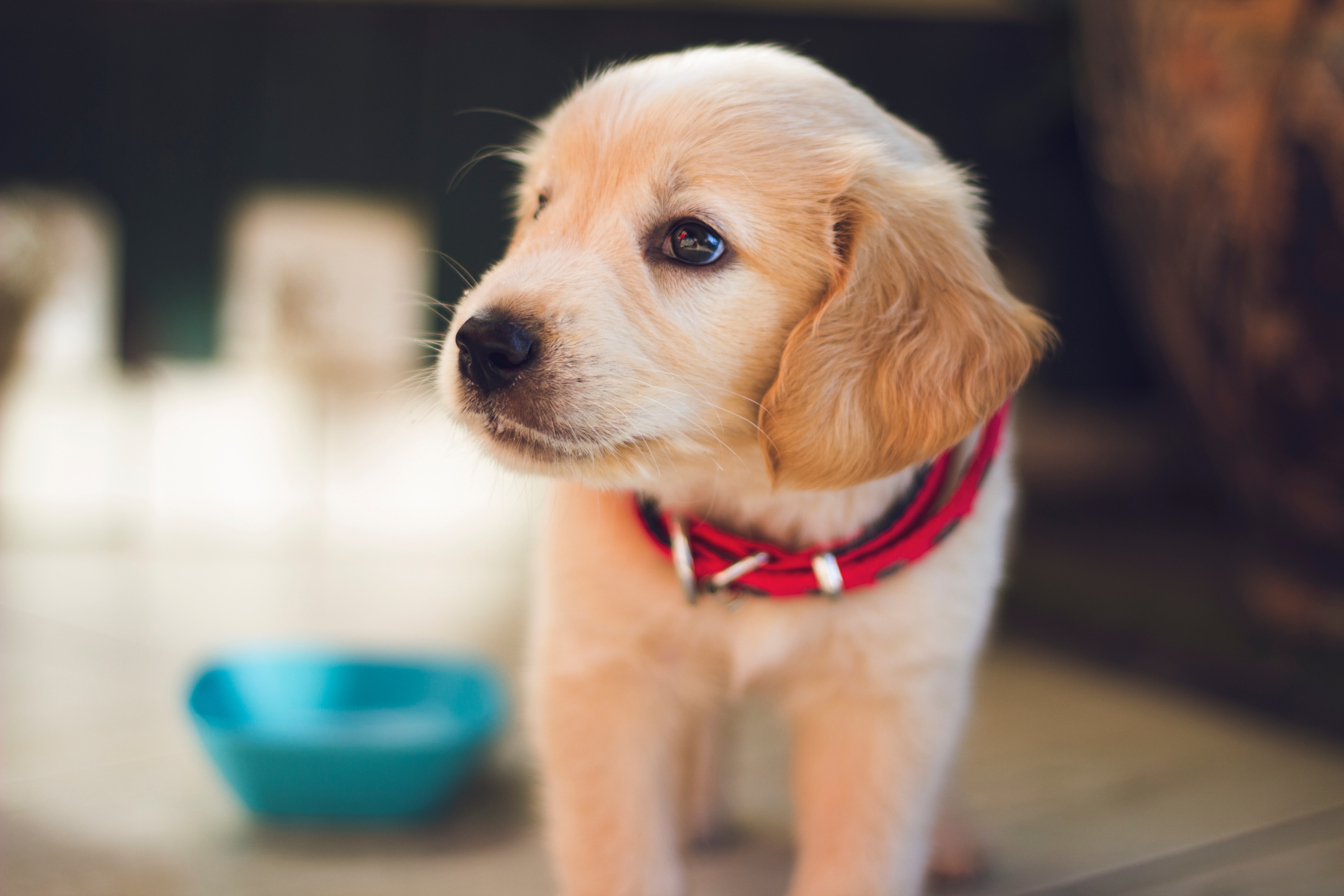 what dog food brand has the most recalls