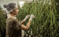 woman working in cannabis