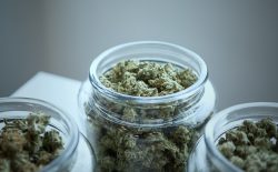 cannabis in jars